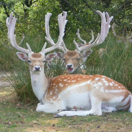 De La Normandie Bed & Breakfast Junhac